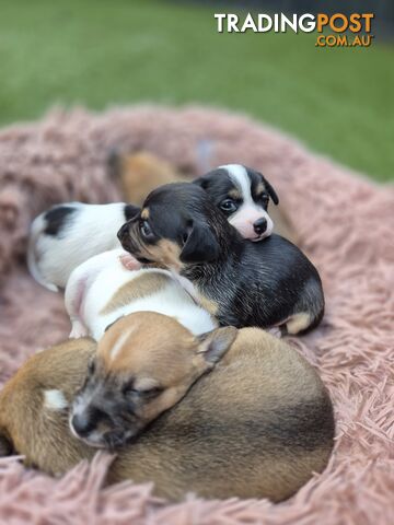 Jackchi puppies Now Ready for their Forever Homes