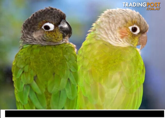 bonded pair green cheeked conures