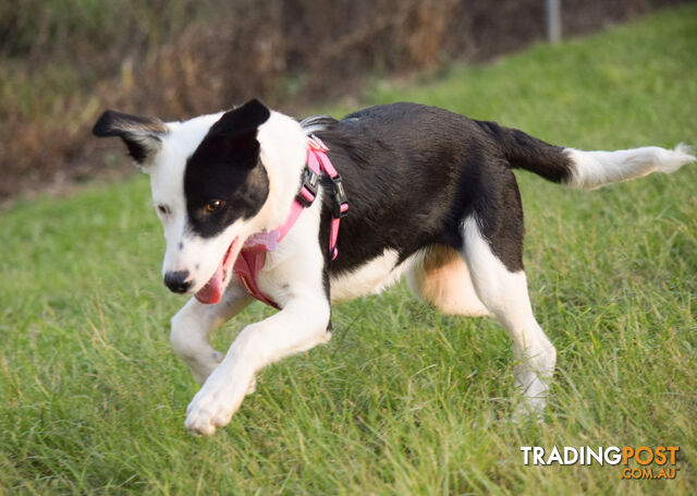 border collie pups