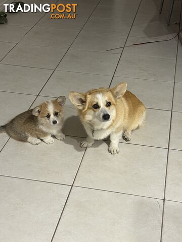 Corgi female - photo 3 of 3