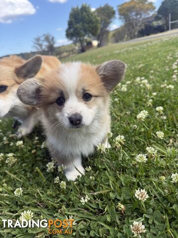 Corgi female