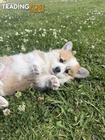 Corgi female - photo 2 of 3