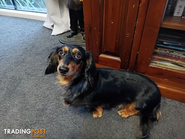 Dachshund Mini Female