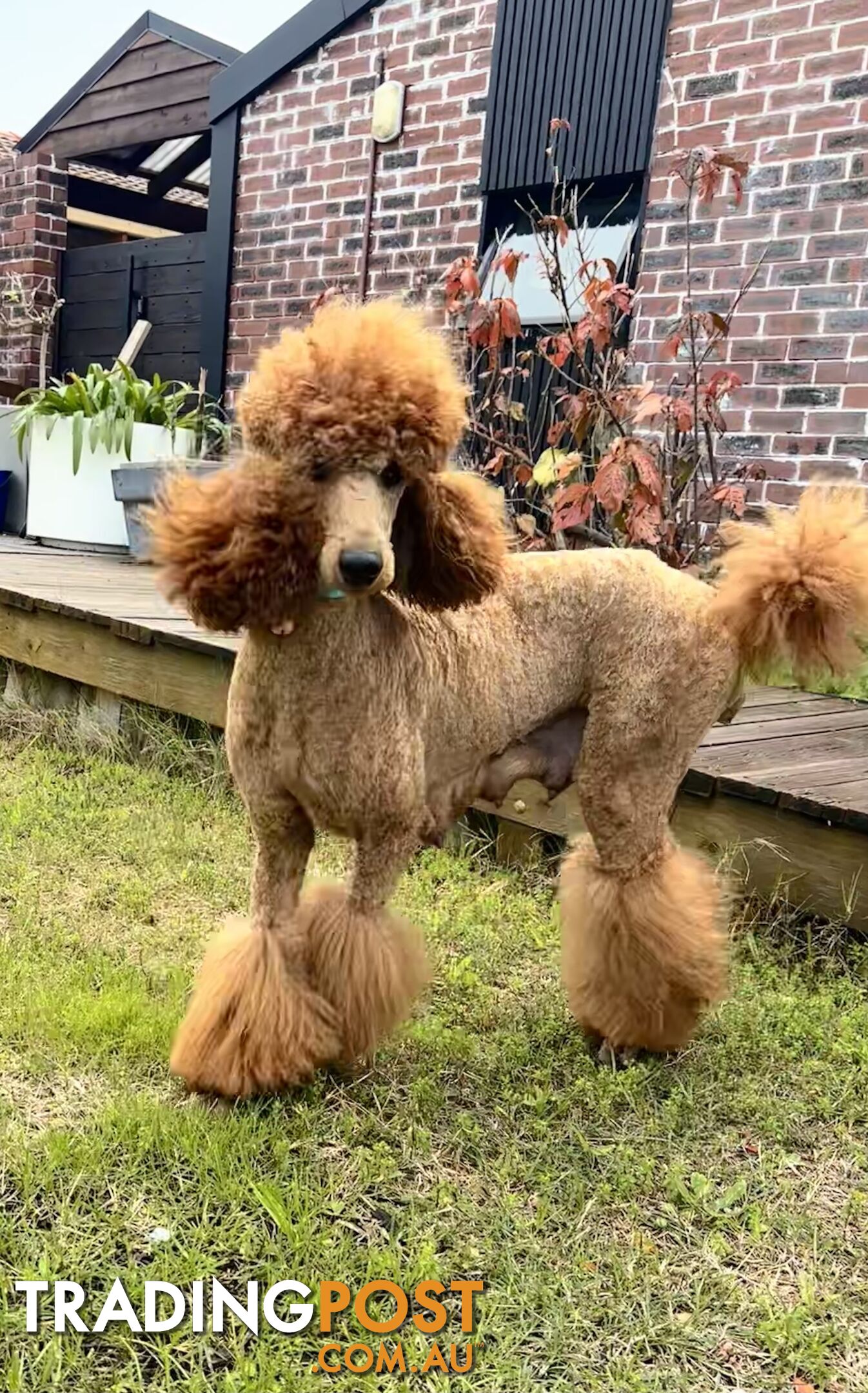 Purebred Teddy bear Red standard poodle puppies