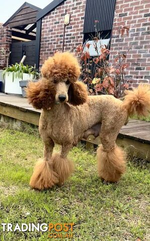 Purebred Teddy bear Red standard poodle puppies