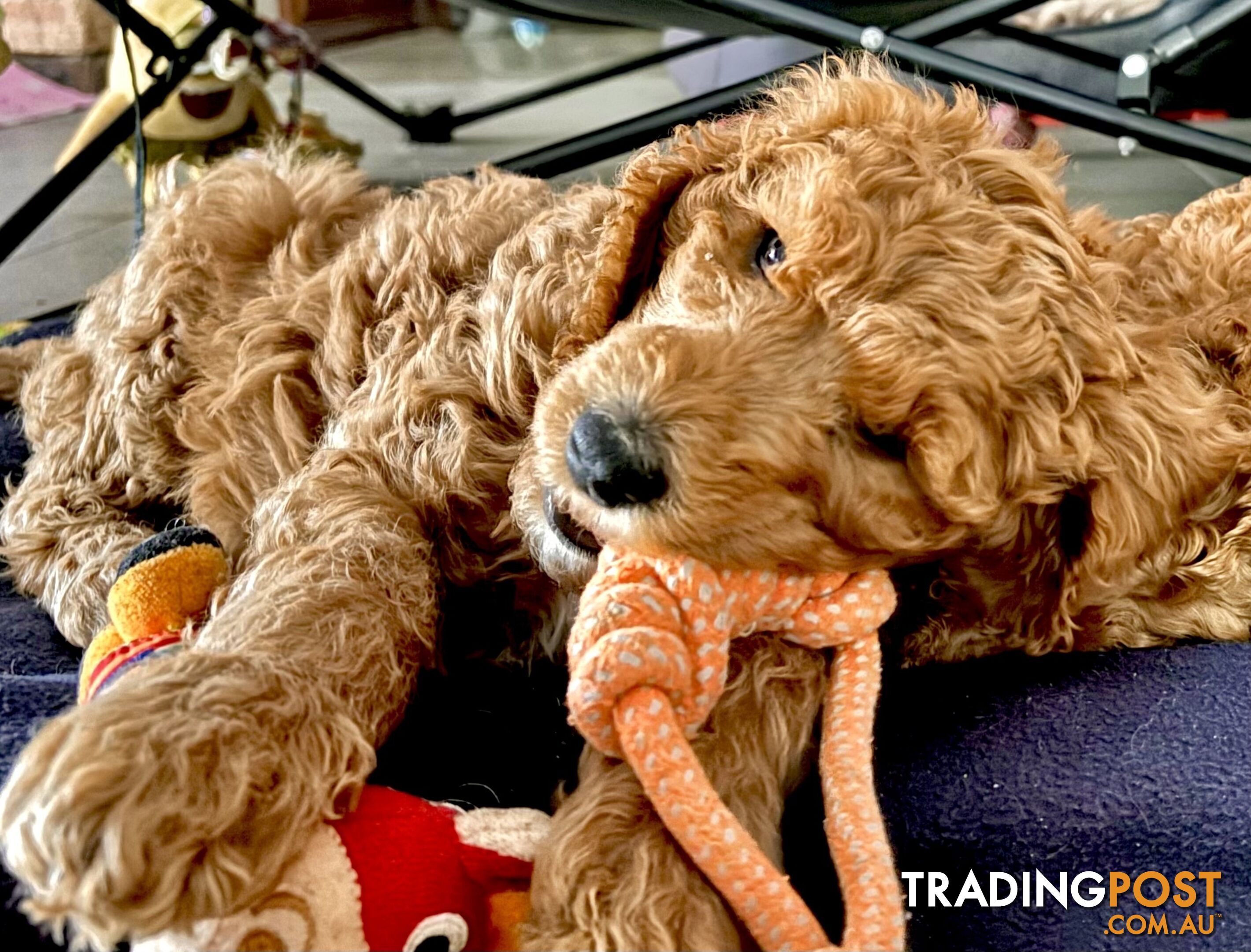 Purebred Teddy bear Red standard poodle puppies