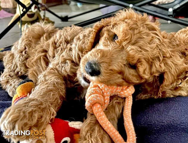 Purebred Teddy bear Red standard poodle puppies