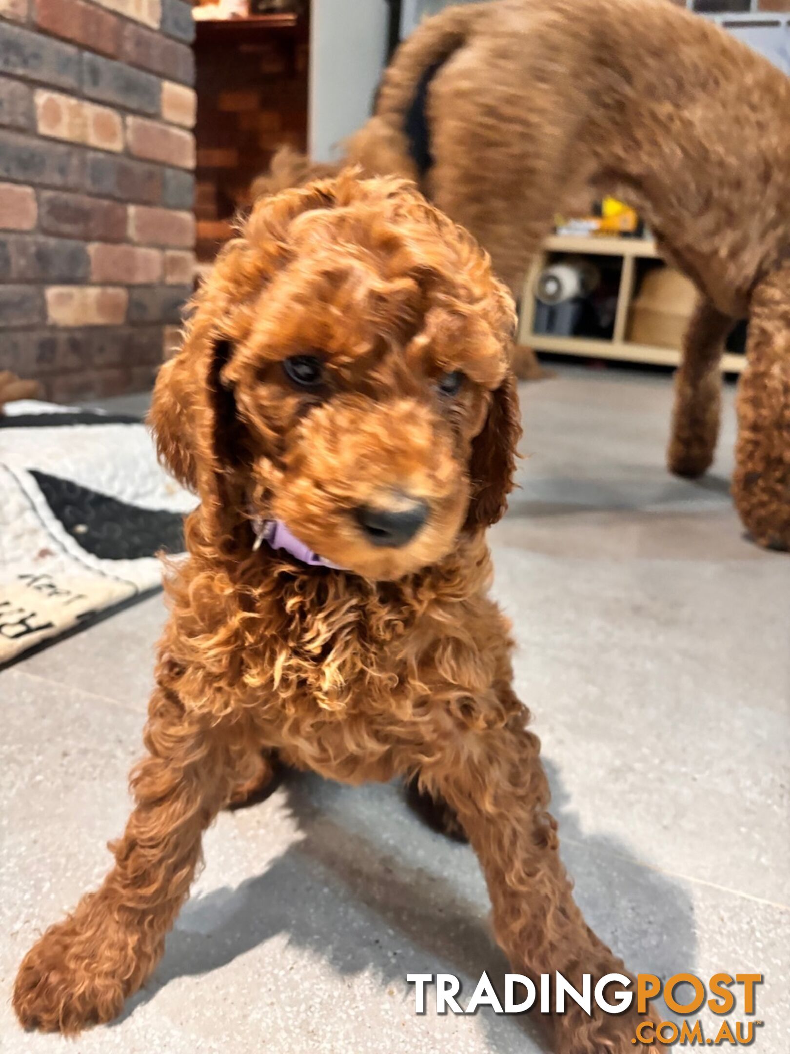 Purebred Teddy bear Red standard poodle puppies