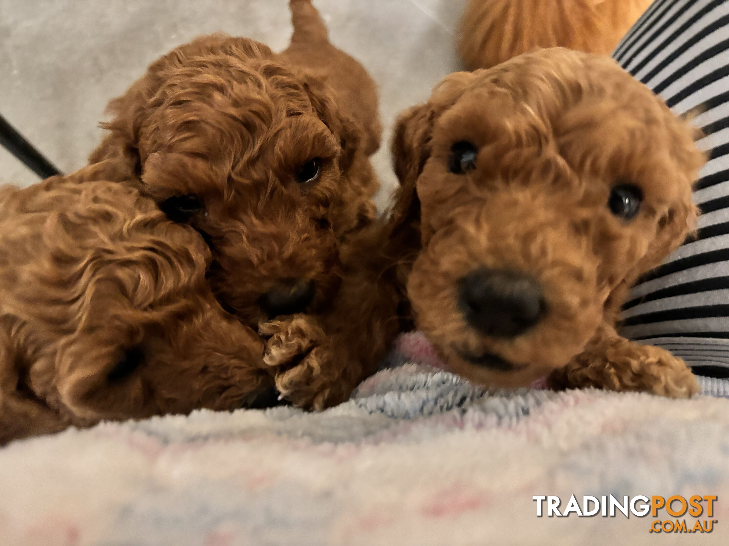 Purebred Teddy bear Red standard poodle puppies