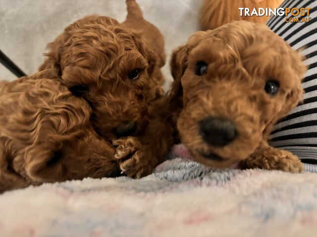 Purebred Teddy bear Red standard poodle puppies