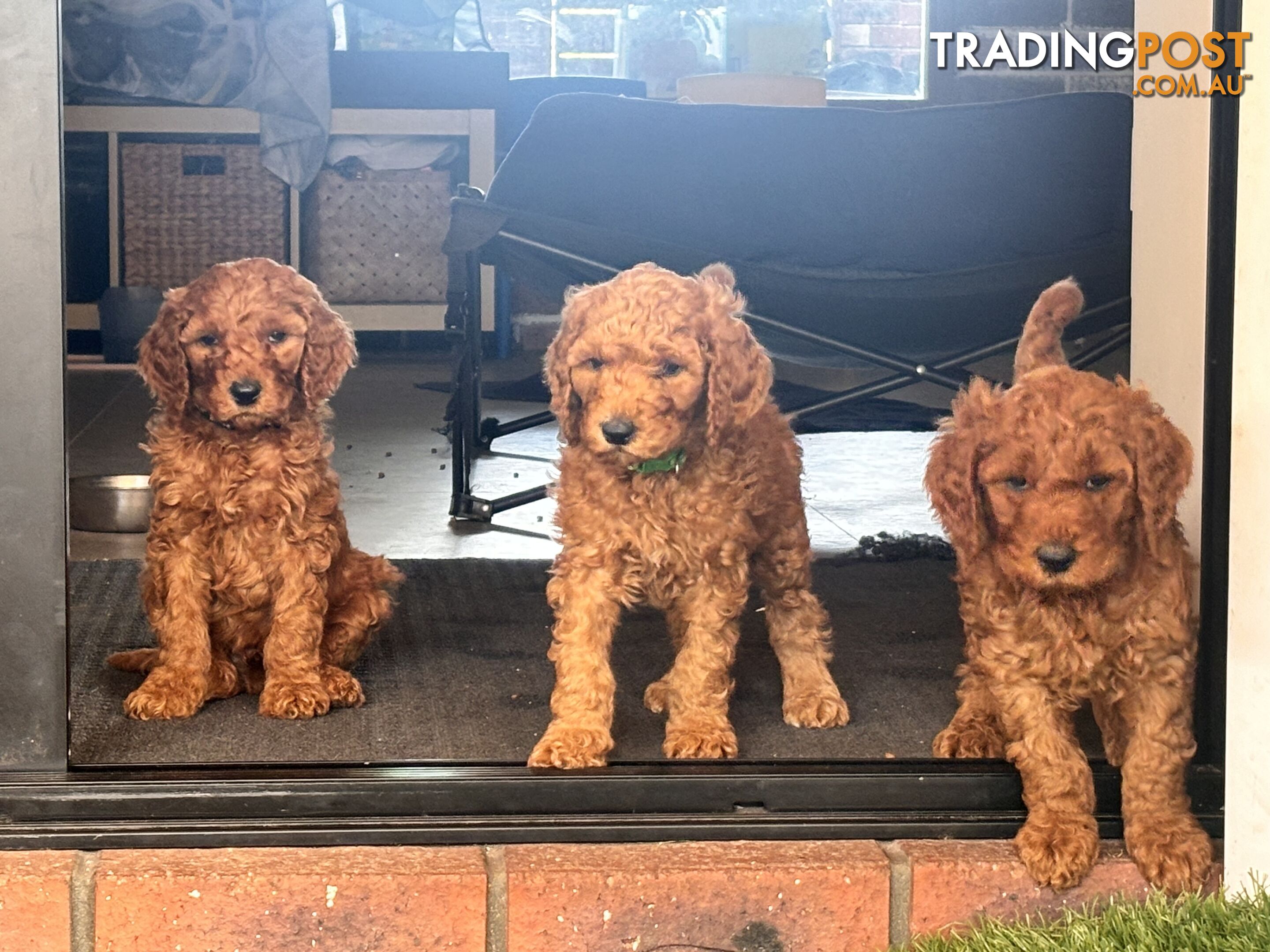 Purebred Teddy bear Red standard poodle puppies