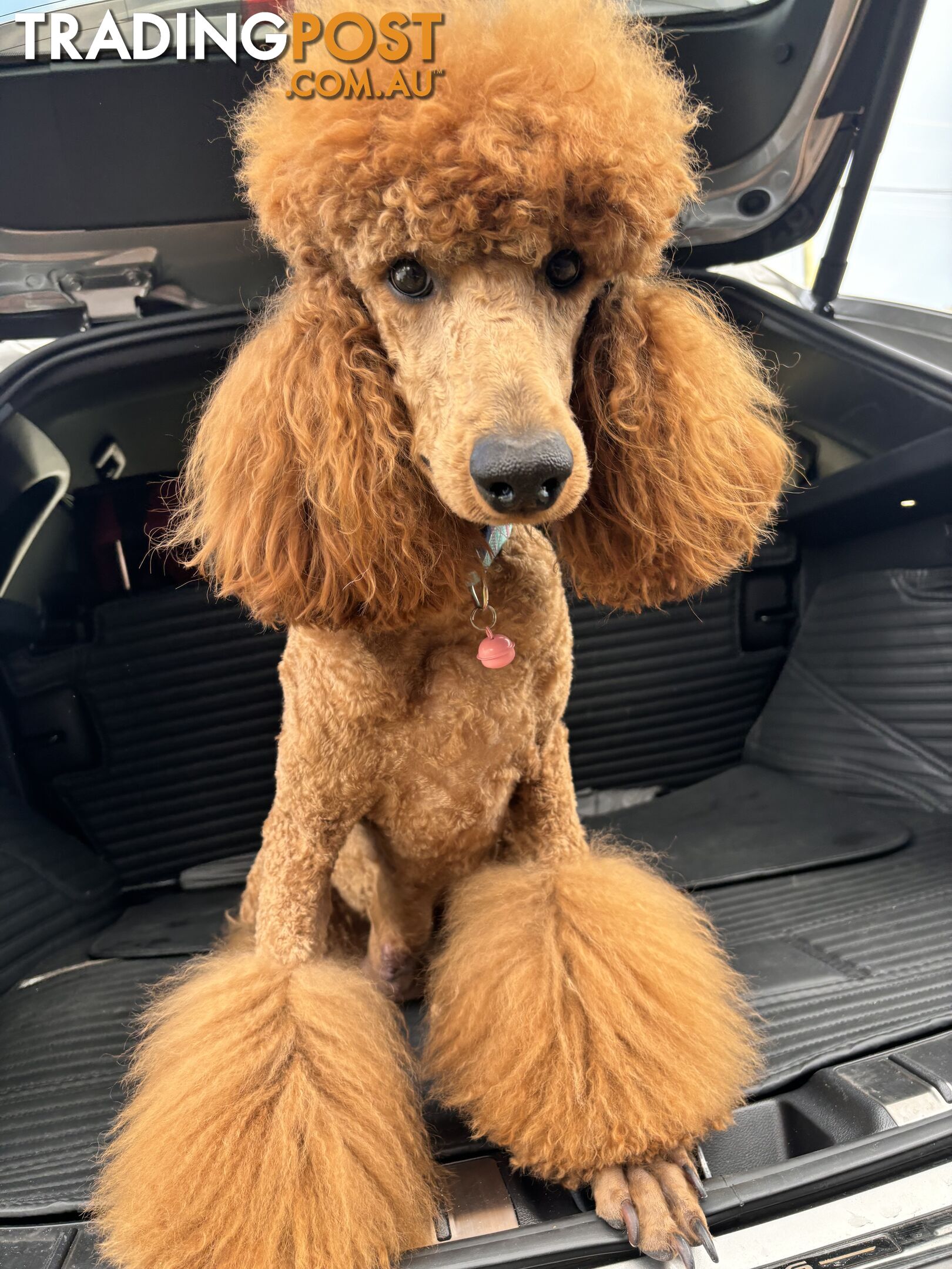 Purebred Teddy bear Red standard poodle puppies