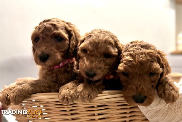 Purebred Teddy bear Red standard poodle puppies