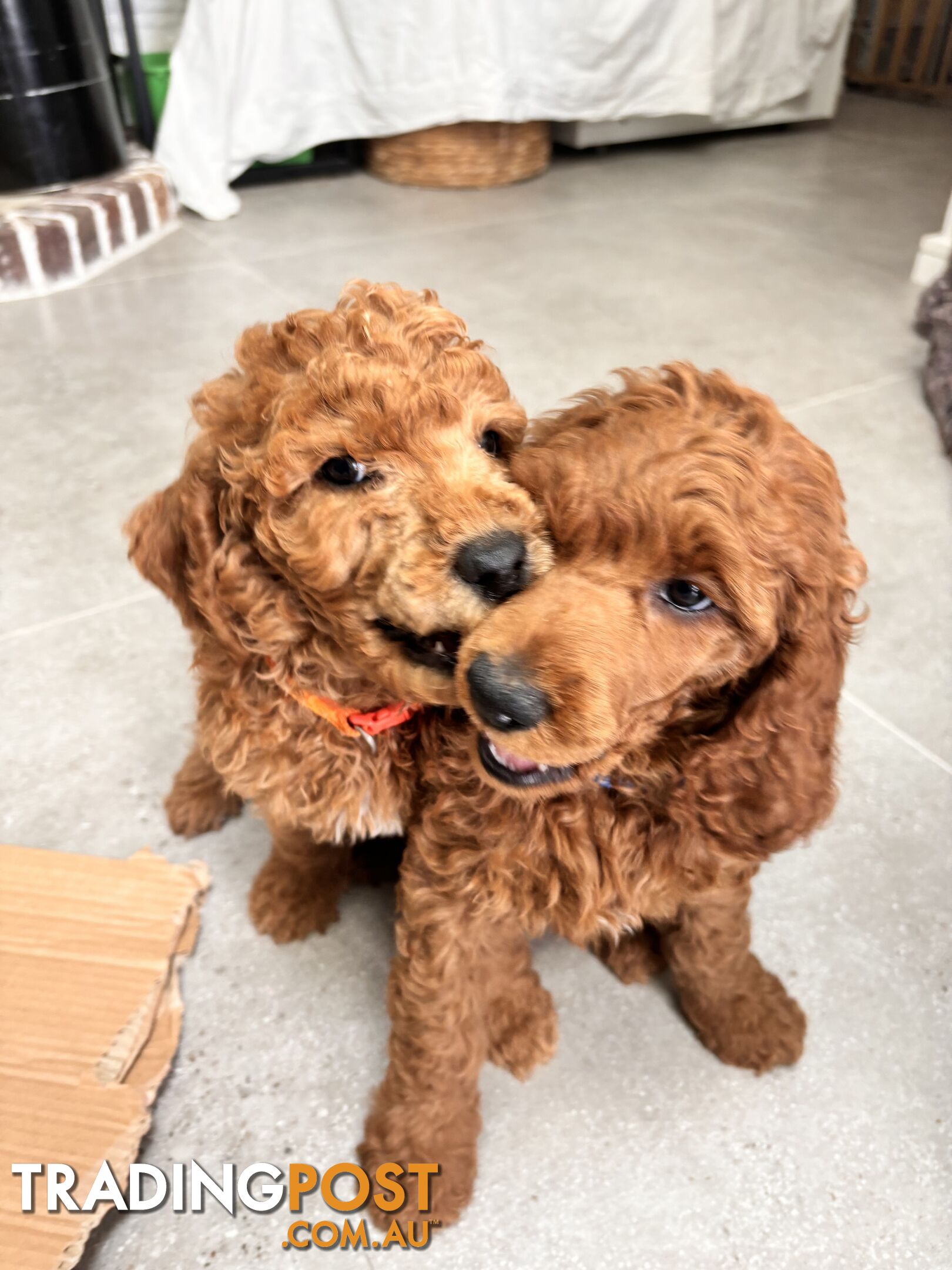 Purebred Teddy bear Red standard poodle puppies