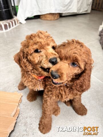 Purebred Teddy bear Red standard poodle puppies