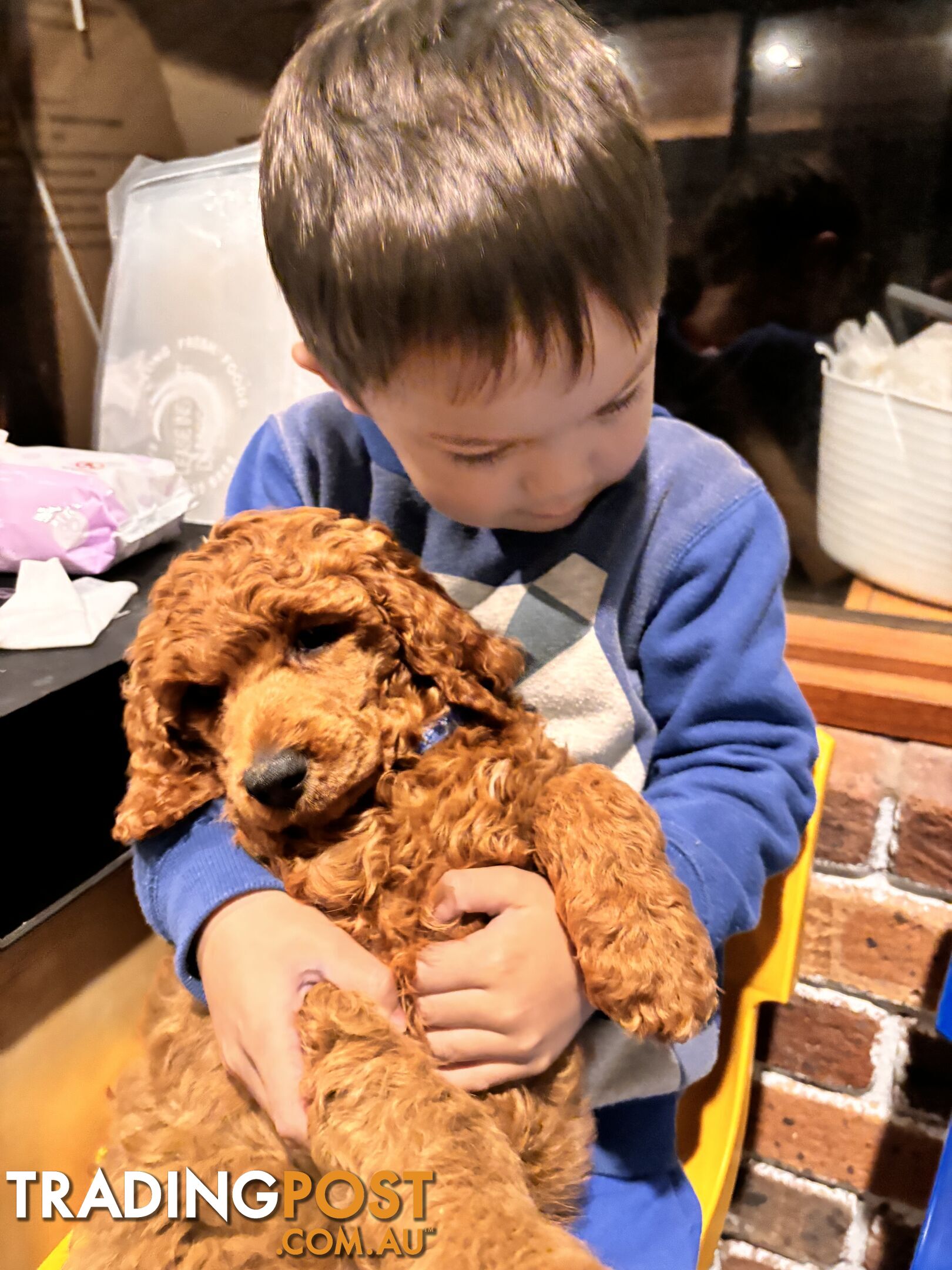 Purebred Teddy bear Red standard poodle puppies