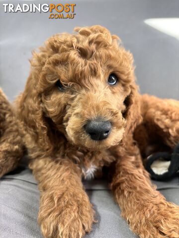 Purebred Teddy bear Red standard poodle puppies