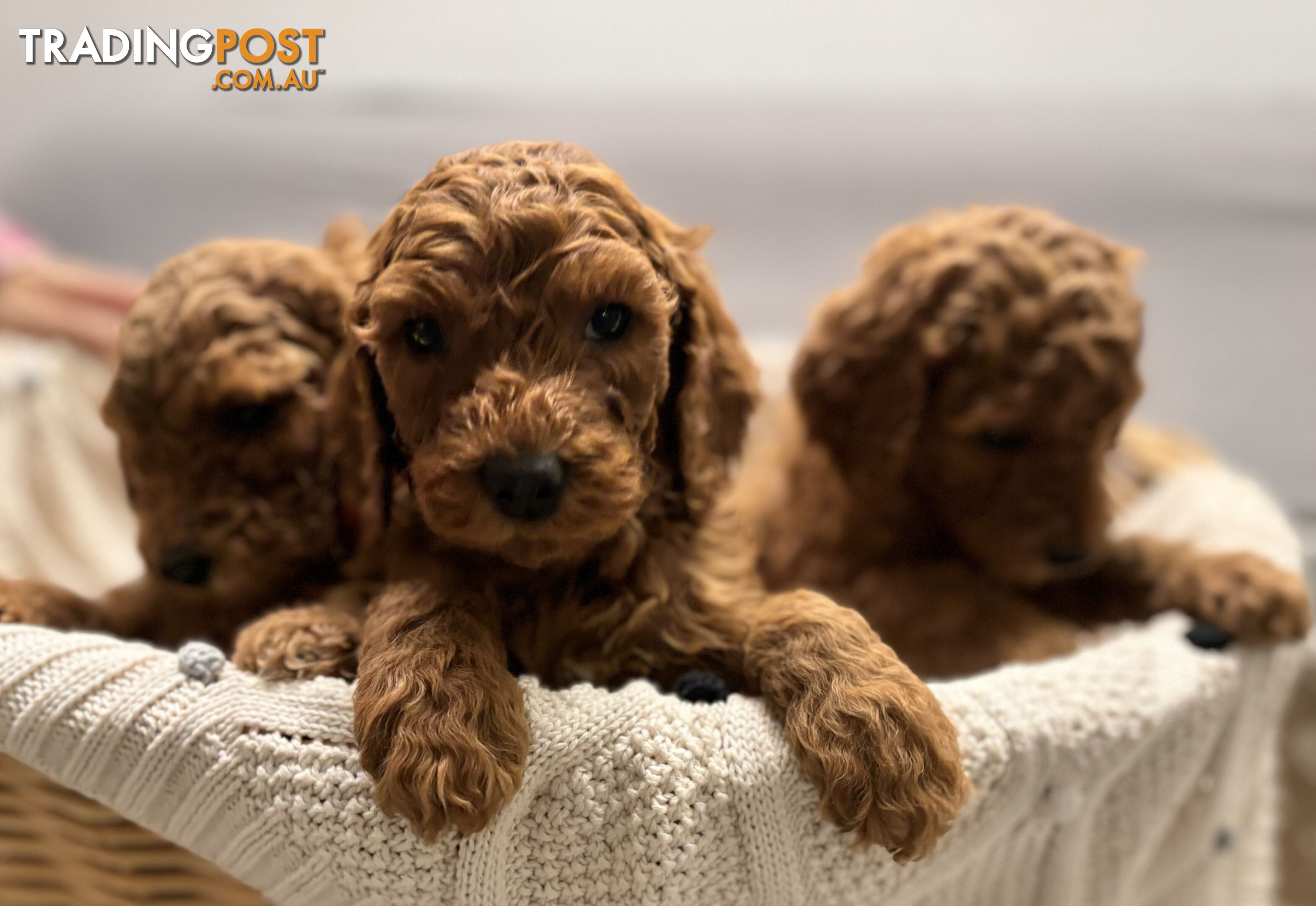 Purebred Teddy bear Red standard poodle puppies