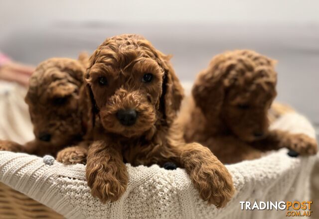 Purebred Teddy bear Red standard poodle puppies