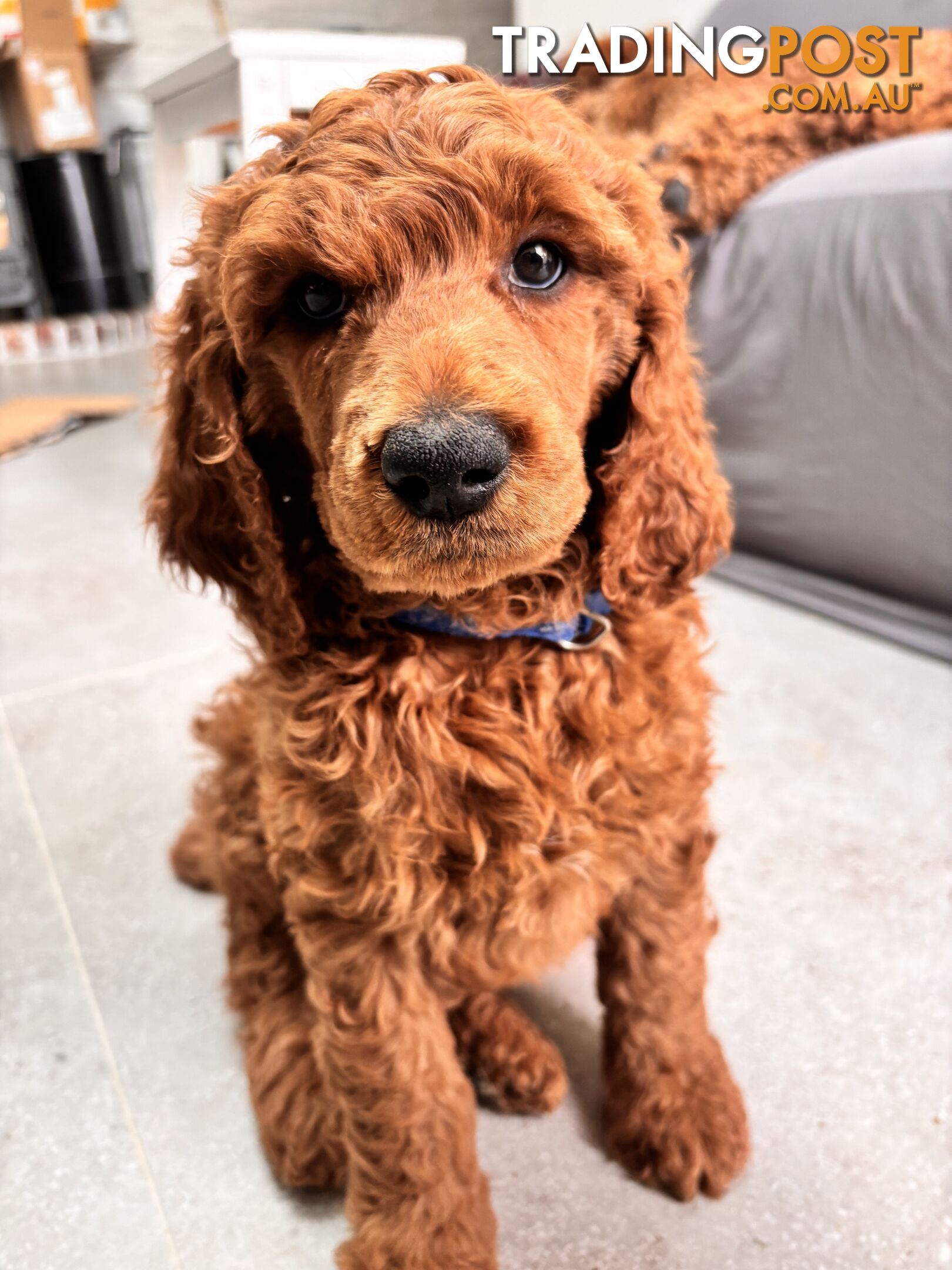 Purebred Teddy bear Red standard poodle puppies