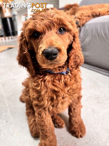 Purebred Teddy bear Red standard poodle puppies