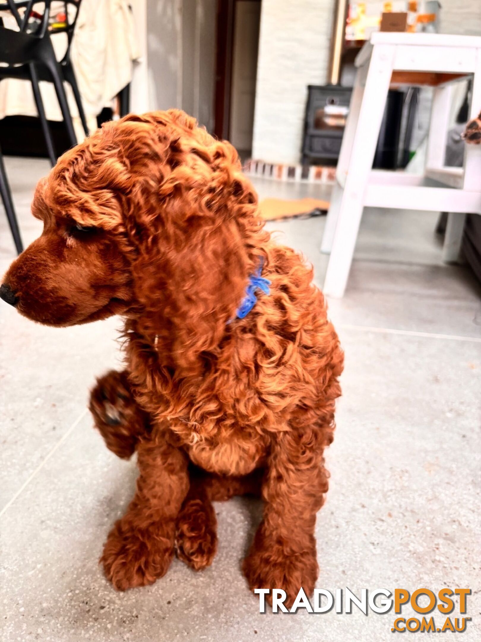 Purebred Teddy bear Red standard poodle puppies