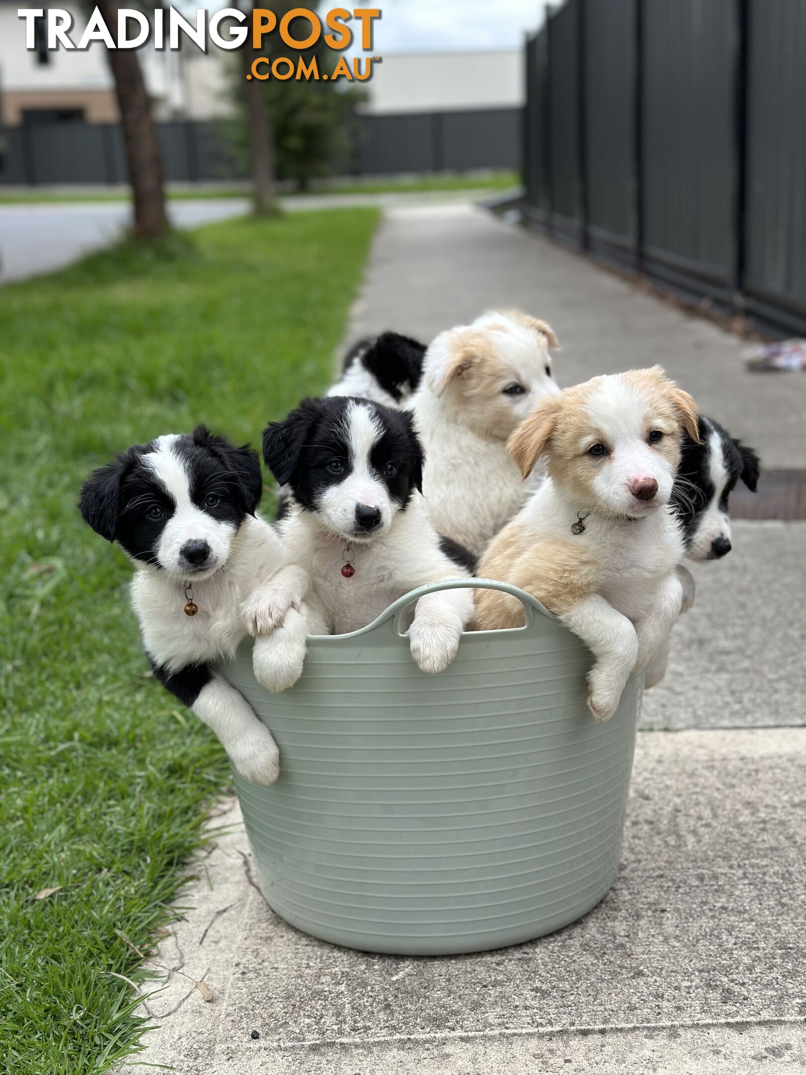 Purebred Border Collie puppies