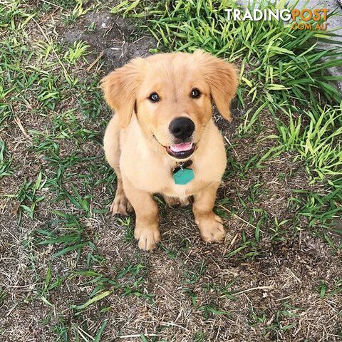 Pure-bred Golden Retriever