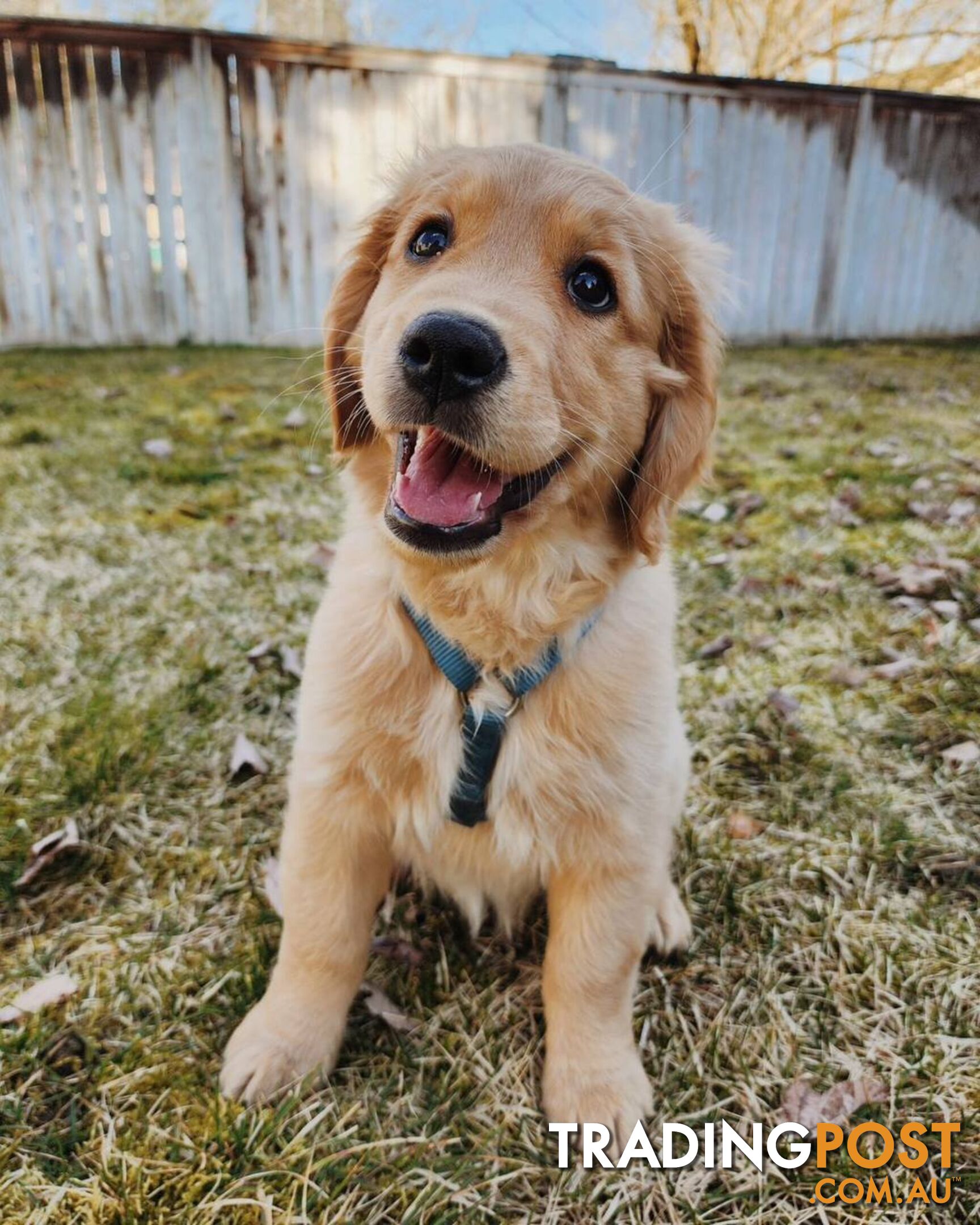 Pure-bred Golden Retriever