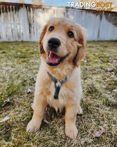 Pure-bred Golden Retriever