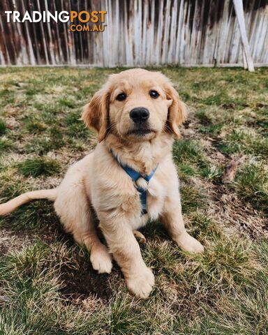 Pure-bred Golden Retriever