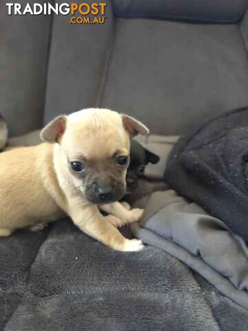 Chihuahua purebred puppies for sale