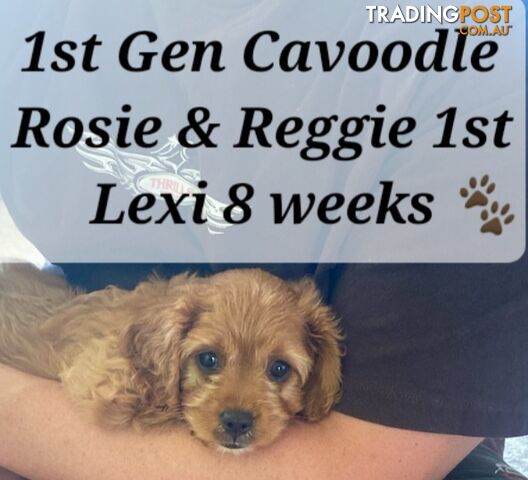 TOY CAVOODLES 1st Generation