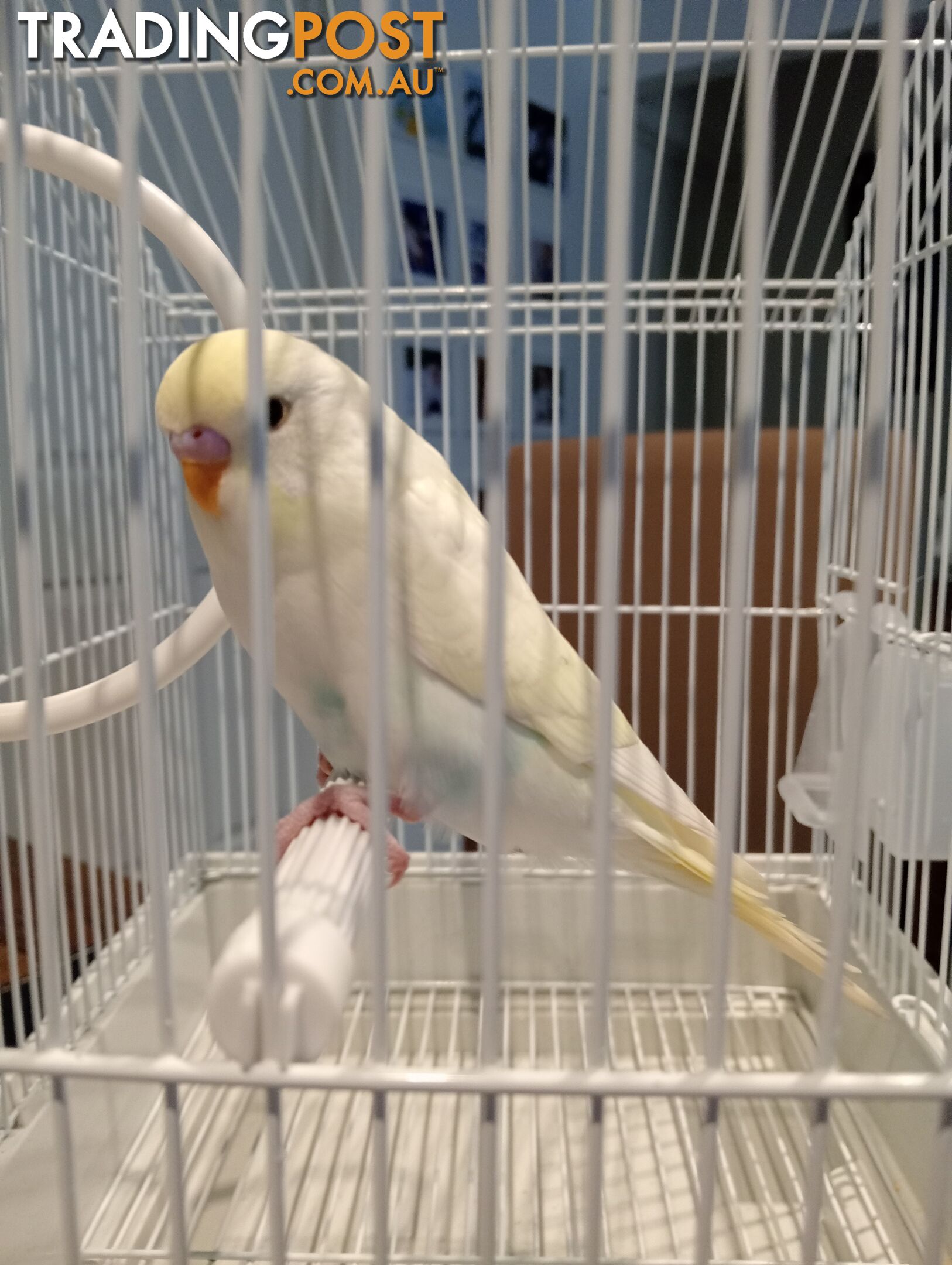 Beautiful young lemon touch of blue budgie in cage