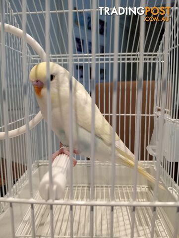 Beautiful young lemon touch of blue budgie in cage