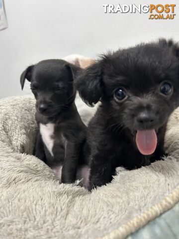 Unique miniature Chipoo puppies - Poodle cross Chihuahua