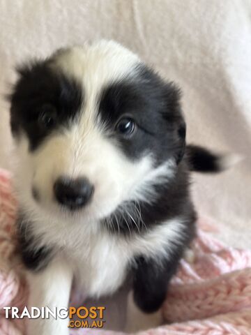 Pure breed border collie pups