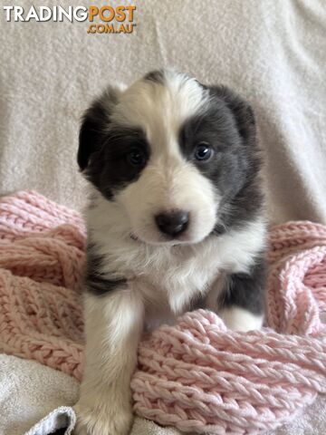 Pure breed border collie pups