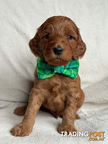 Spoodle Puppies, Red