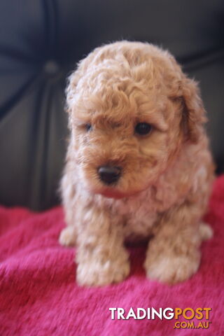 4 Healthy, adorable, toy Moodle Pups, Toy Poodle x Maltese