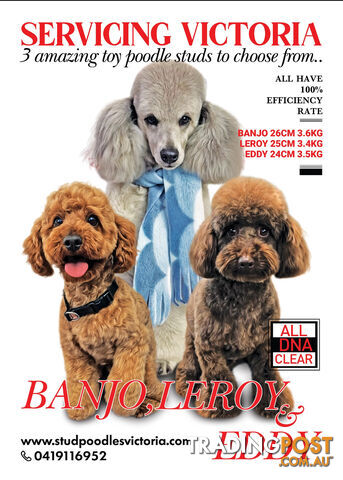 3 Poodle Studs, Quality Genetics, and Purebred Maltese, servicing Victoria.