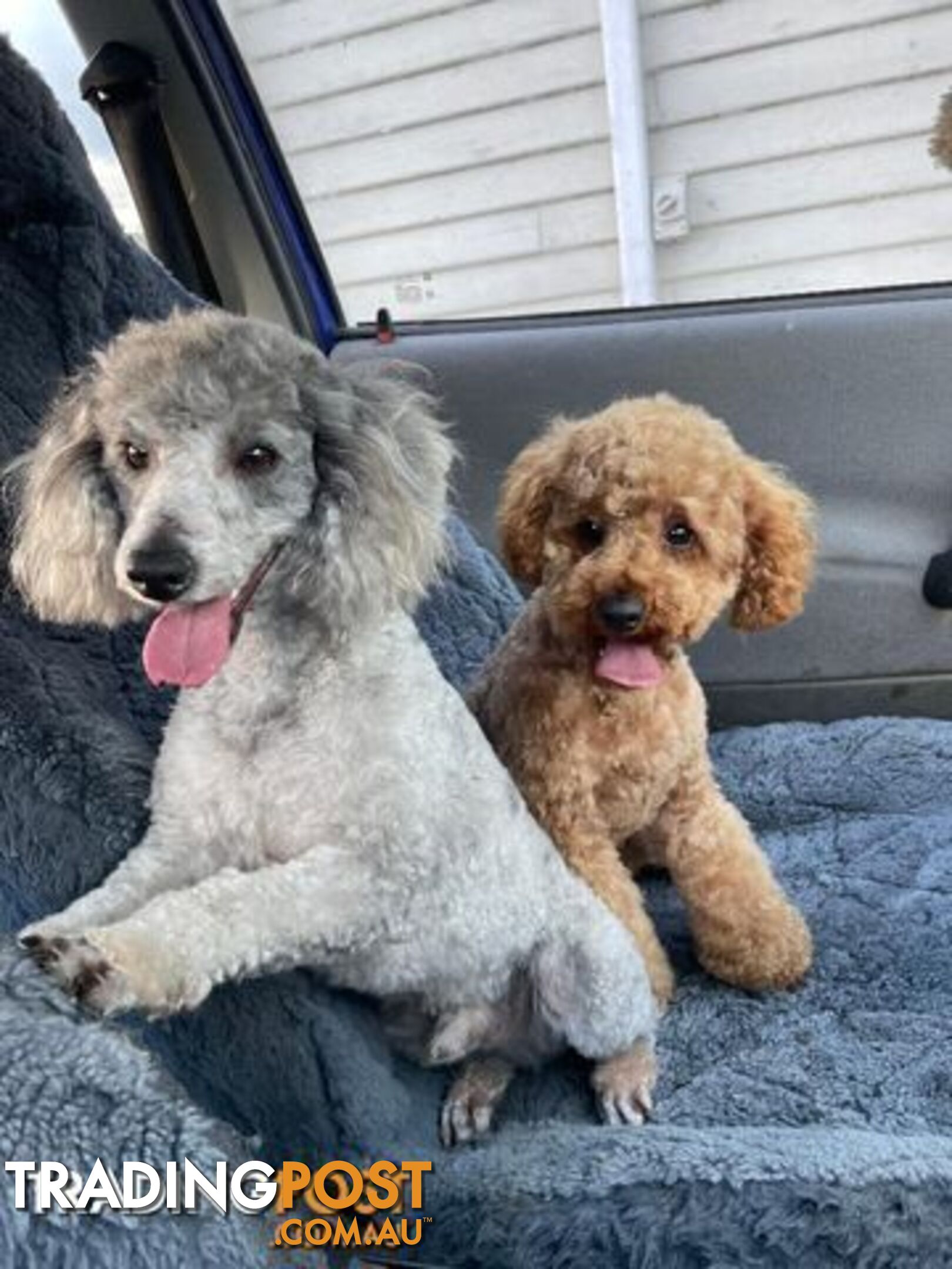 3 Stunning Toy  Poodle Studs, All DNA clear.