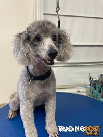 3 Stunning Toy  Poodle Studs, All DNA clear.