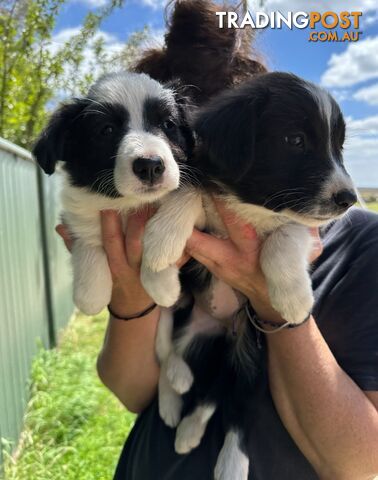 Purebred Border Collie Puppies