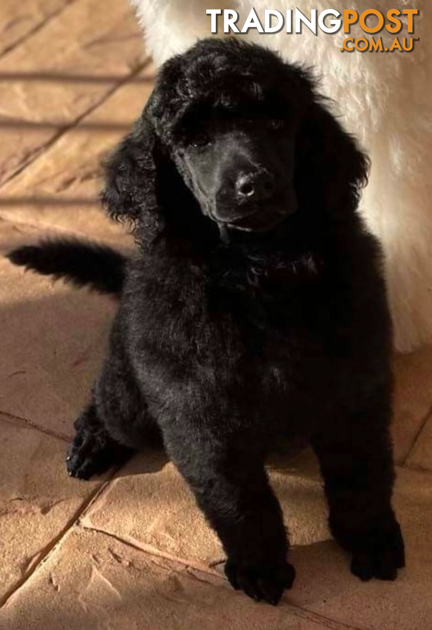 Standard Poodle puppies (purebred)