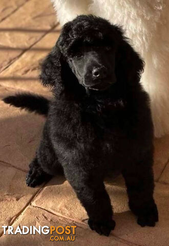 Standard Poodle puppies (purebred)