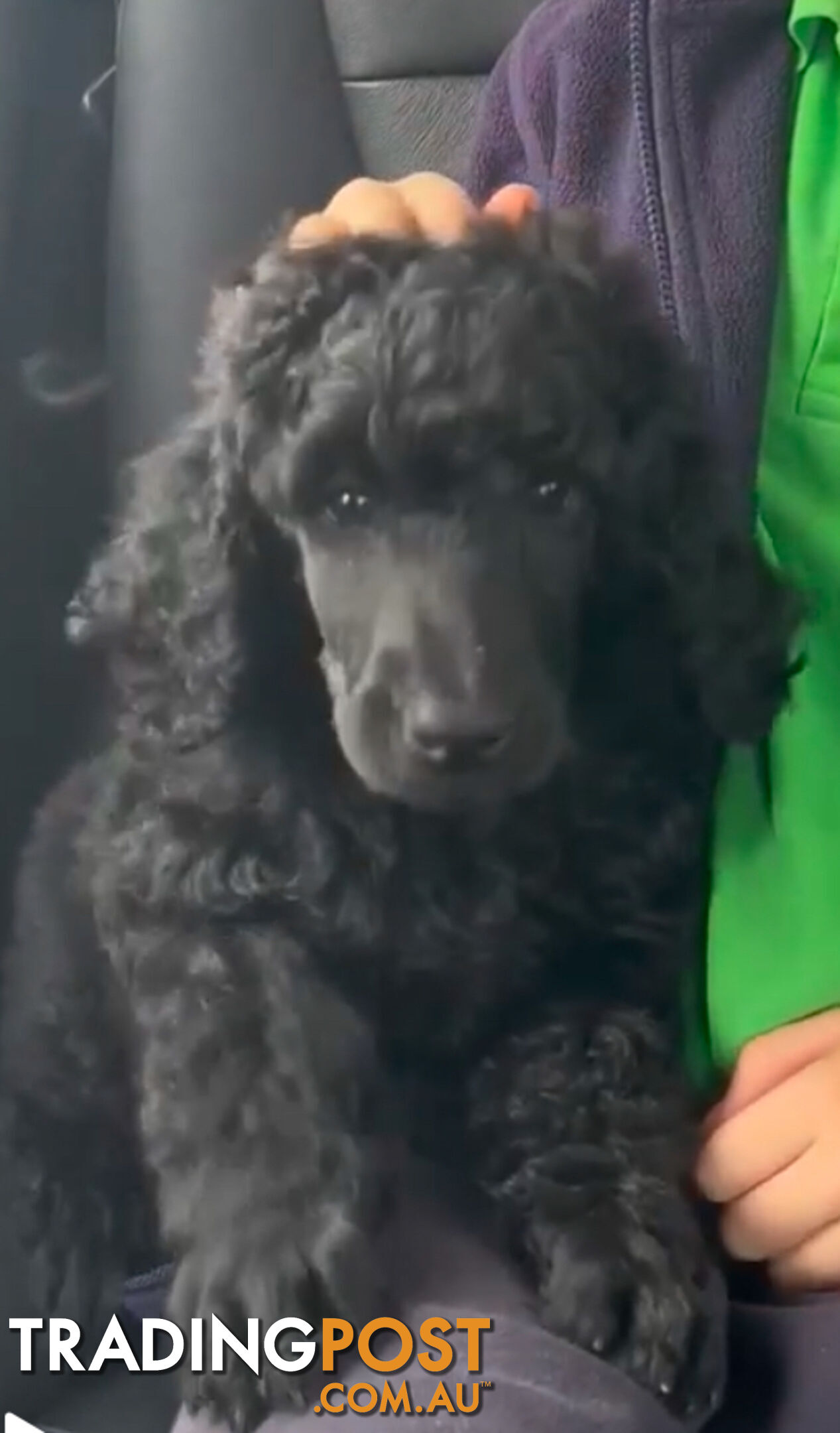 Standard Poodle puppies (purebred)