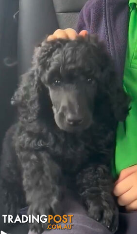 Standard Poodle puppies (purebred)