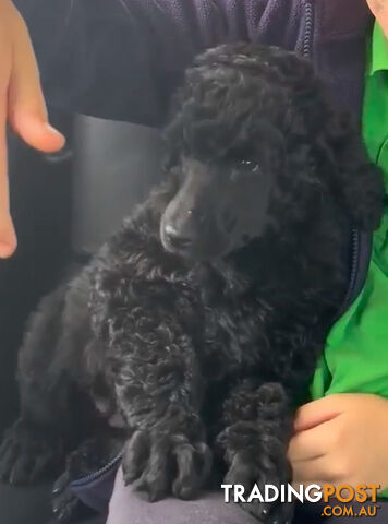 Standard Poodle puppies (purebred)