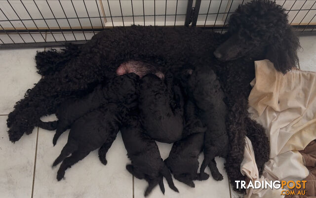 Standard Poodle puppies (purebred)